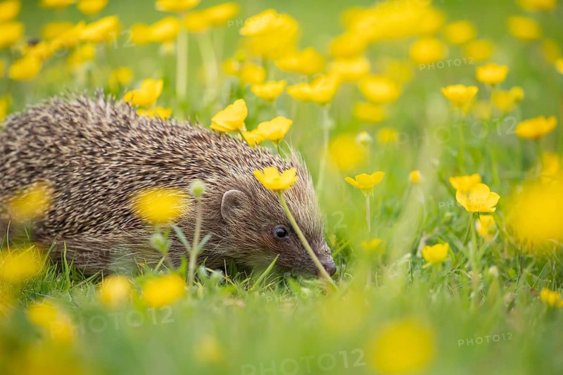 European hedgehog (Erinaceus europaeus) adult animal amongst yellow buttercup flowers in a meadow in spring, England, United Kingdom