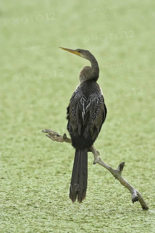 Anhinga (Anhinga anhinga), Florida, USA