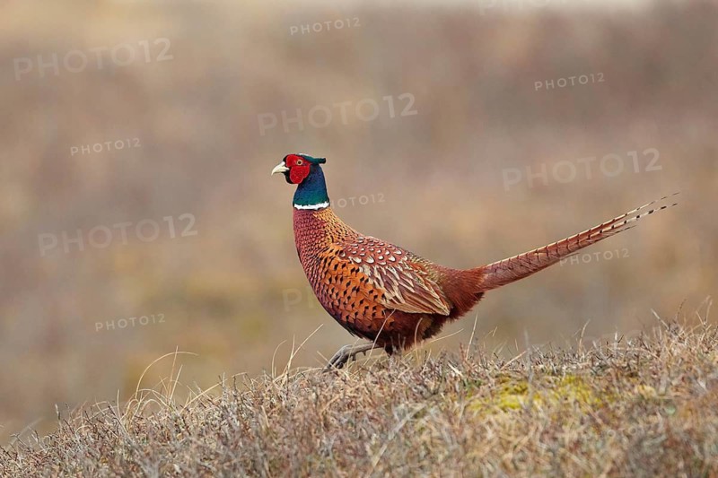 Common Pheasant (Phasianus colchicus) male, North Holland, Netherlands