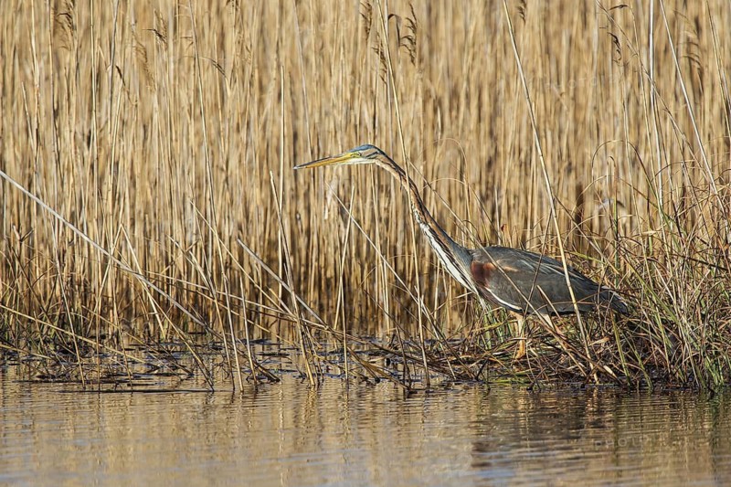 Purpurreiher (Ardea purpurea) Purple Heron