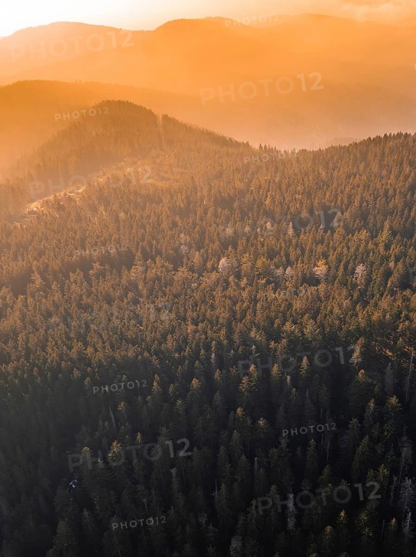 Dense forest on mountainous terrain in warm sunlight, Calw district, Black Forest, Germany