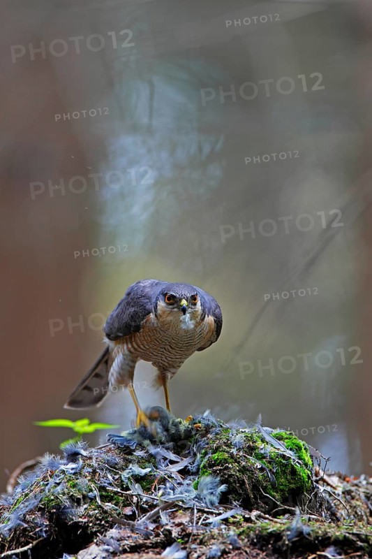 Sperber lat. Accipiter nisus; Männchen am Beuteübergabeplatz beim Rupfen eines Kleinvogels