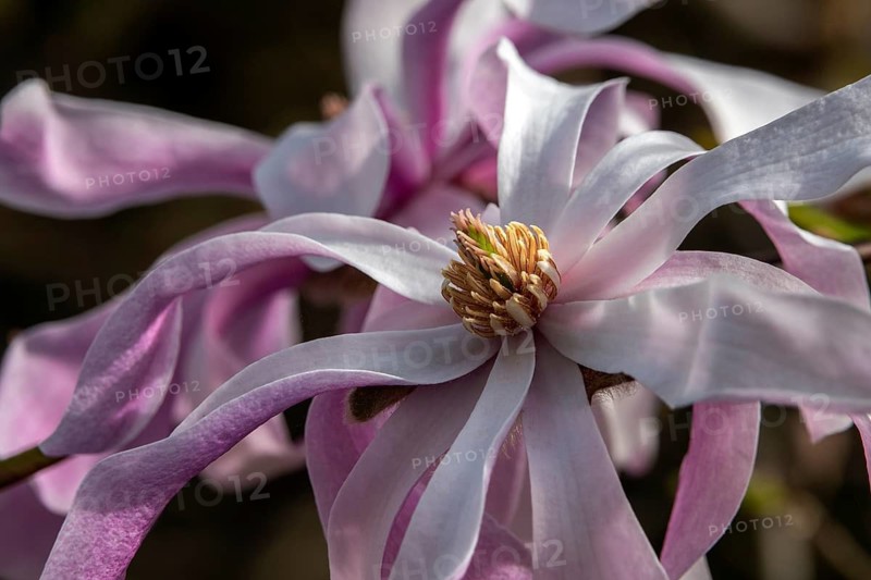 Flower of the star magnolia (Magnolia stellata), Baden-Württemberg, Germany