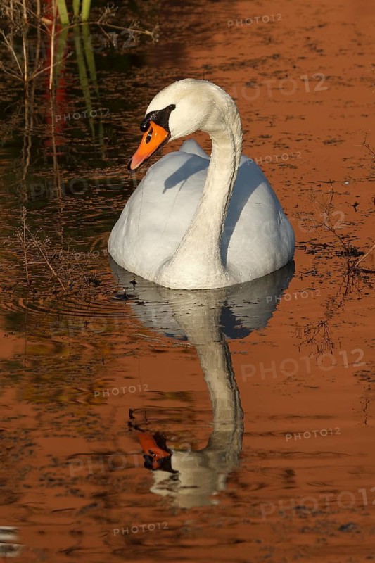 Mute Swan (Cygnus olor), Rhineland-Palatinate, Germany