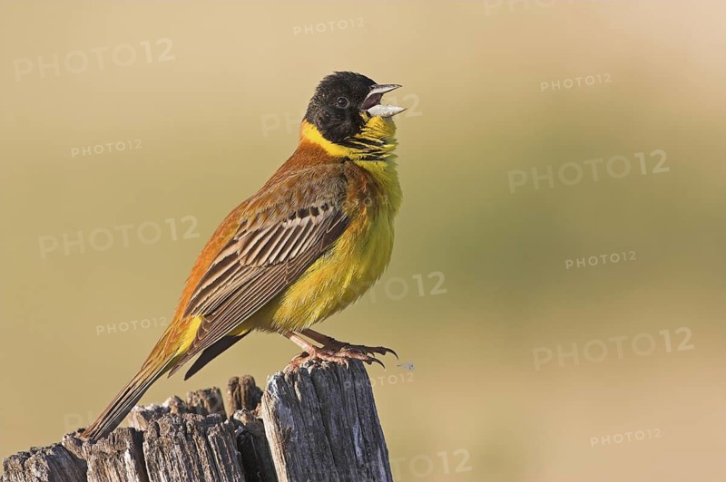 Black-headed Bunting (Emberiza melanocephala) male singing, Lesvos, Greece