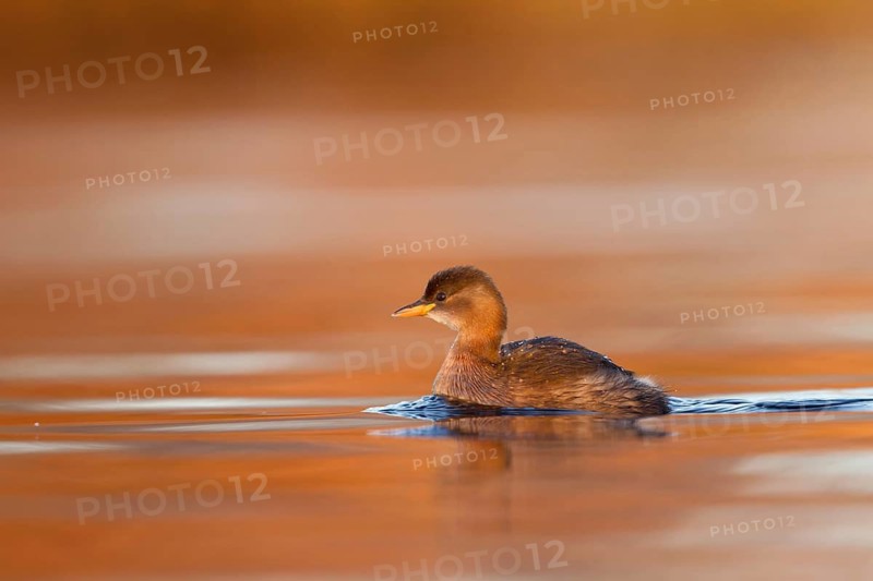 Little Grebe (Tachybaptus ruficollis), Utrecht, Netherlands