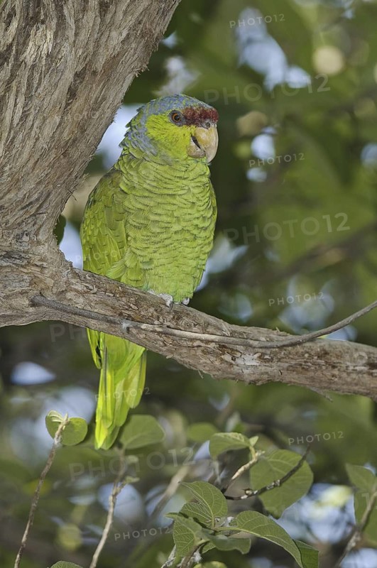 Lilac-crowned Amazon (Amazona finschi), Arizona, USA