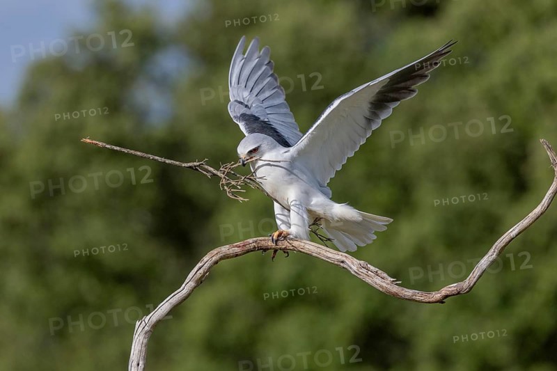 Slider (Elanus caeruleus), with nesting material, Extremadura, Spain