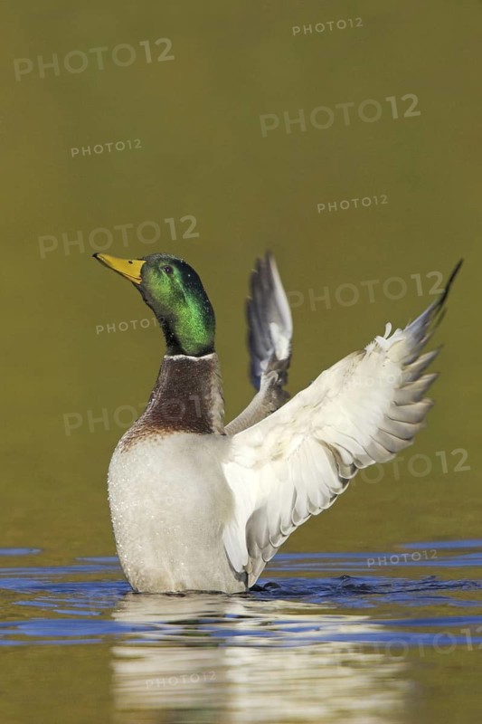 Mallard (Anas platyrhynchos) male, British Columbia, Canada