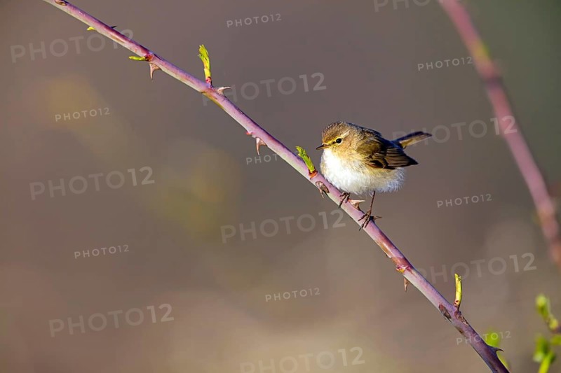 Chiffchaff, (Phylloscopus collybita), (Phylloscopus collybitus), willow warbler, songbird, perch, biotope, habitat, resting Nahe valley, Rhineland-Palatinate, Federal Republic of Germany