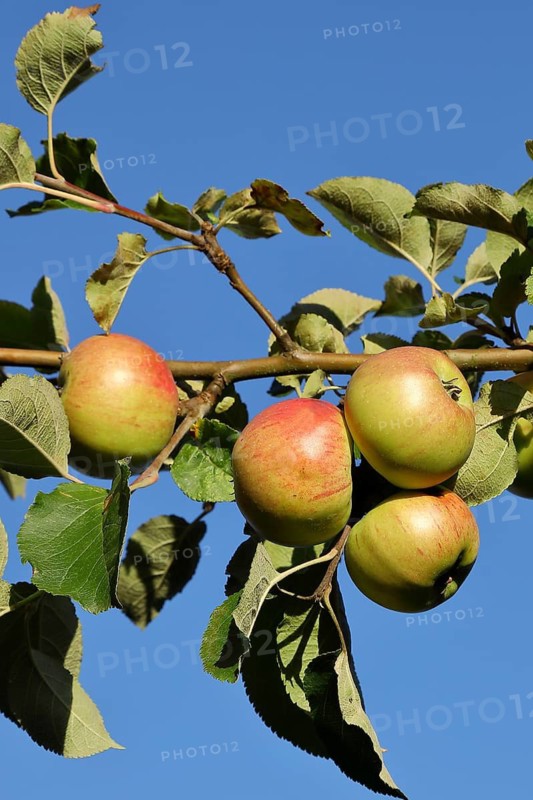 Ripe red apples hanging ready for harvest on a tree in front of a blue sky, fruit tree, orchard, North Rhine-Westphalia, Germany