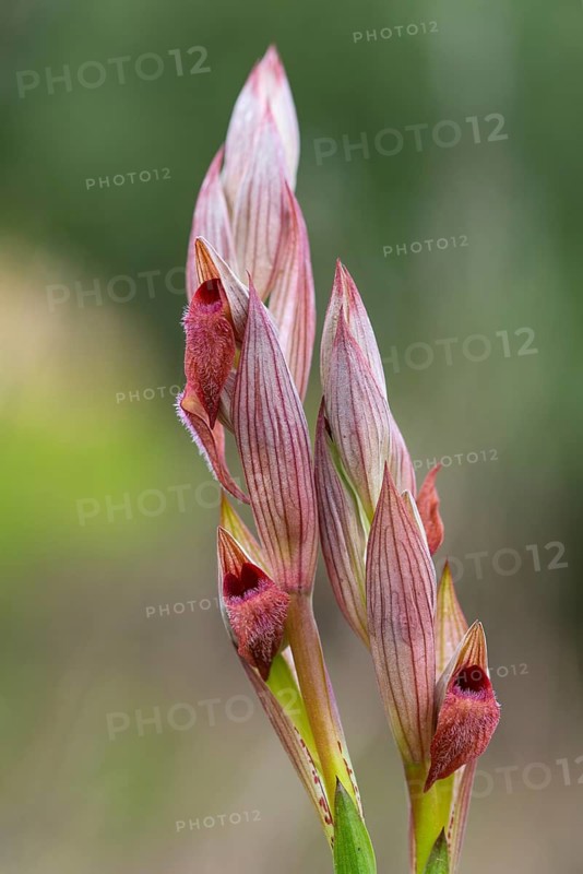 A detailed photograph of a Serapias orchid, showcasing its unique, hooded red flowers against a soft green background