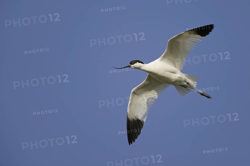 Pied Avocet (Recurvirostra avosetta) flying, Texel, Netherlands