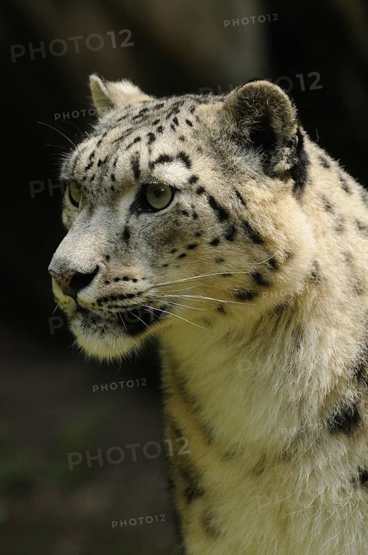 Snow leopard in side view with concentrated expression, in front of dark background, snow leopard (Panthera uncia), captive