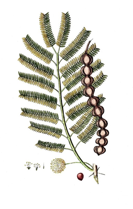 Mimosa nilotia, Egyptian Shield Thorn, digital reproduction of a historical model, between 1790 and 1810
