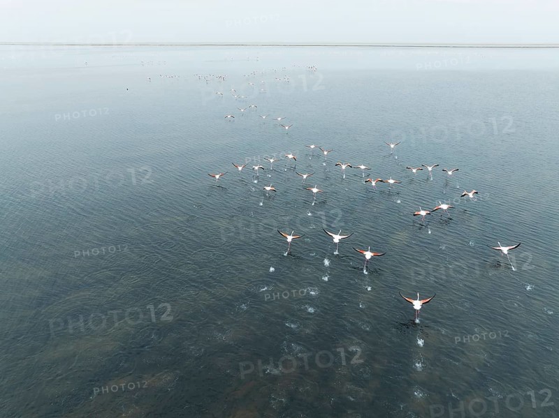Greater Flamingos (Phoenicopterus ruber) at the wetlands of the Walvis Bay lagoon. Aerial view. Drone shot. Walvis Bay, Namibia