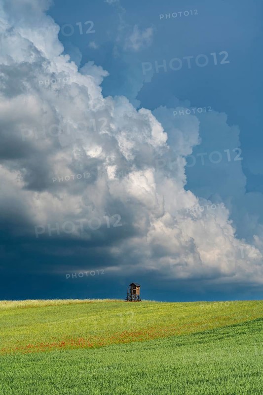 Solitary high seat in fields with oats, wheat and poppies in front of a dramatic sky with thunderclouds, village Brodowin, Barnim, Brandenburg, Germany