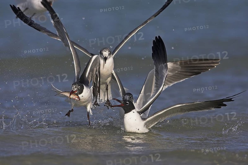 Laughing Gull (Leucophaeus atricilla), Florida, USA