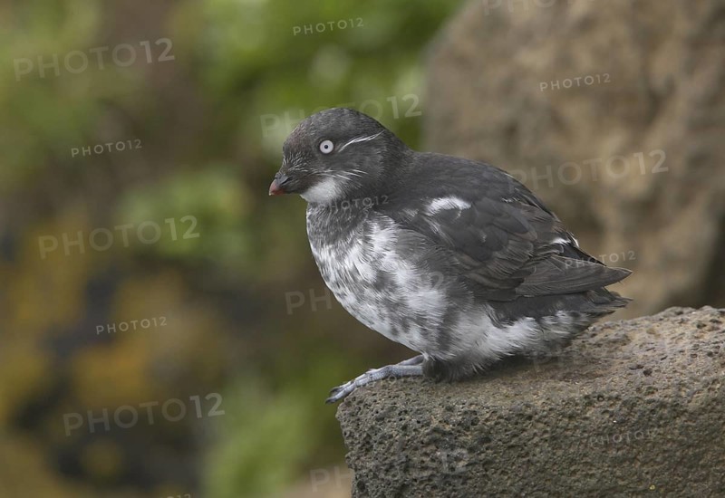 Least Auklet (Aethia pusilla), Alaska, USA