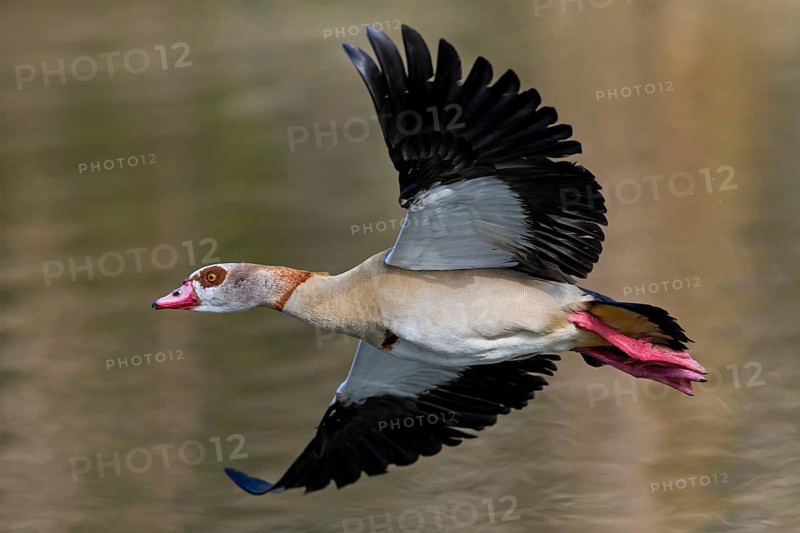 Nile Goose, (Alopochen aegyptiacus), animals, birds, geese, Luisenpark, Mannheim, Baden-Würrttemberg, Germany