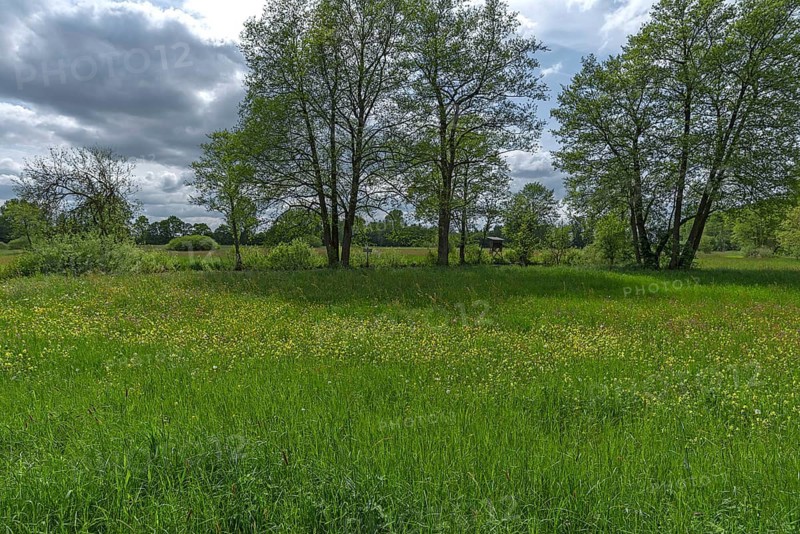 Landscape with wildflower meadow, Schrobnenhausen, Upper Bavaria, Germany