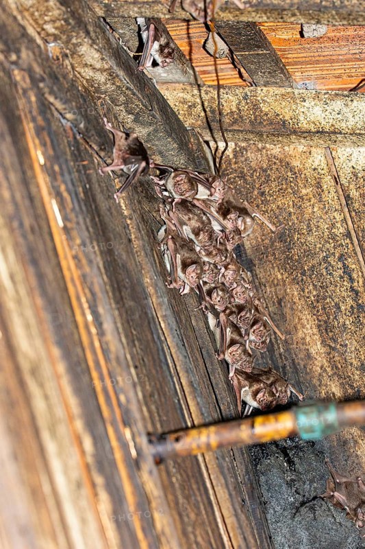 Common vampire bat (Desmodus rotundus) Pantanal Brazil