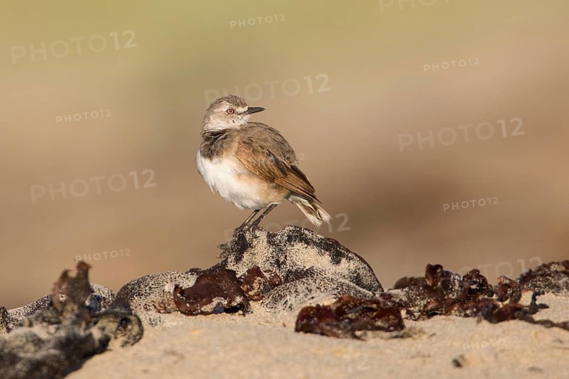 White-fronted Chat (Epthianura albifrons) female perched on the ground, Victoria, Australia