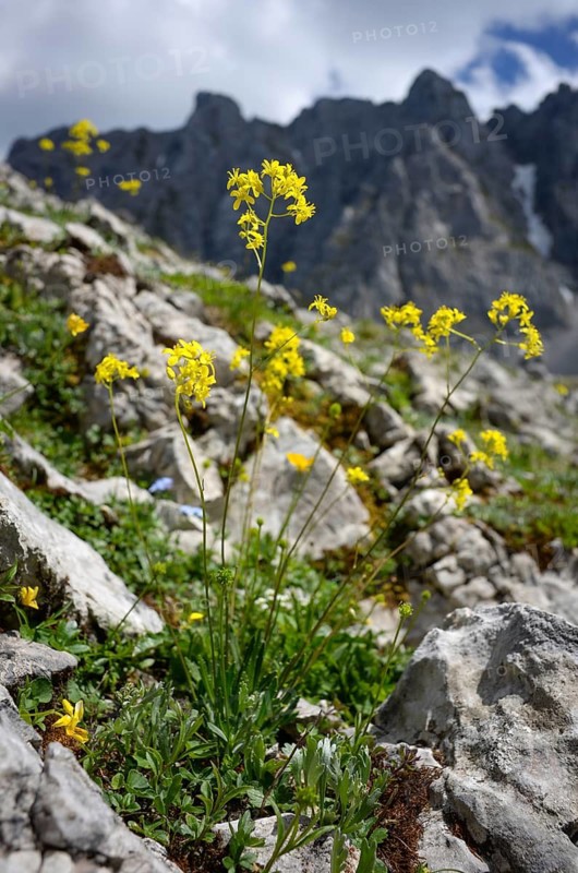 Yellow spectacled weed (Biscutella) on calcareous soils in the high mountains of the Wilder Kaiser, Tyrol, Austria