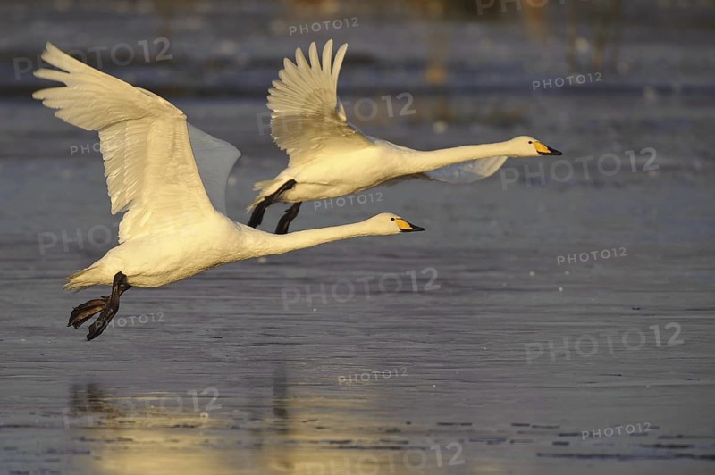 Whooper Swan (Cygnus cygnus) flying, Lower Saxony, Germany