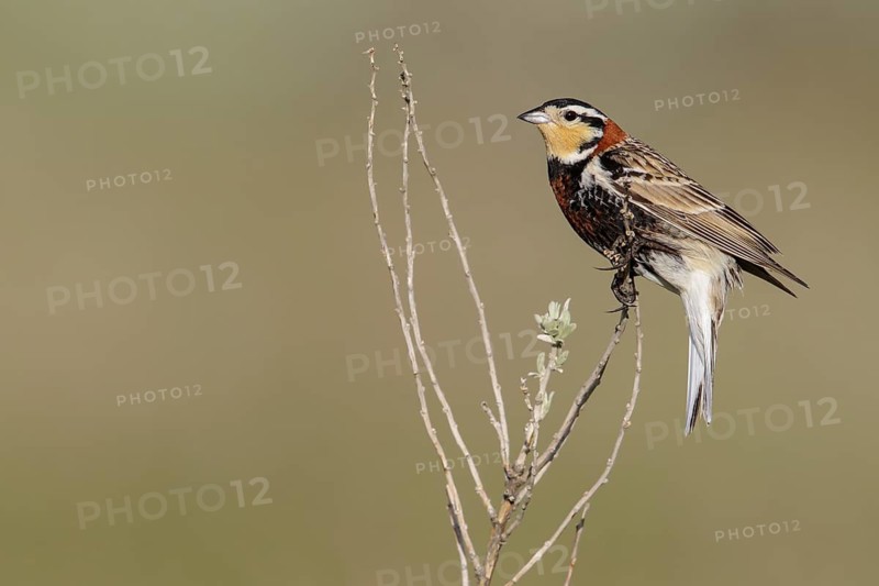 Chestnut-collared Longspur (Calcarius ornatus) perched on a branch in Alberta, Canada