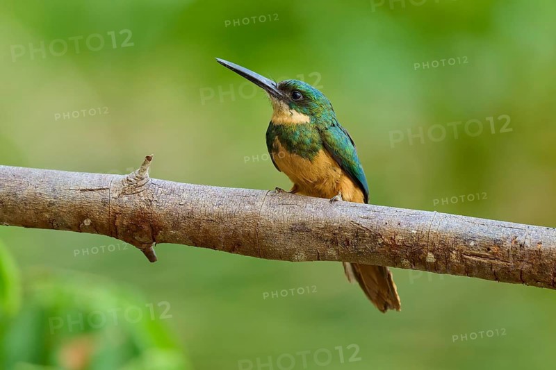 A colourful bird sitting on a branch in green surroundings, Rufous-tailed jacamar (Galbula ruficauda), Pantanal, Mato Grosso, Brazil