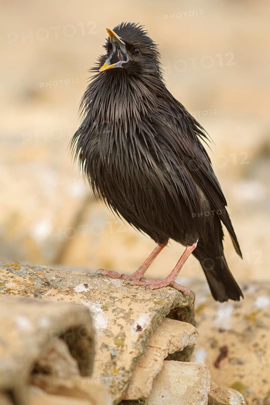 Spotless Starling (Sturnus unicolor) calling from roof, Castile-La Mancha, Spain