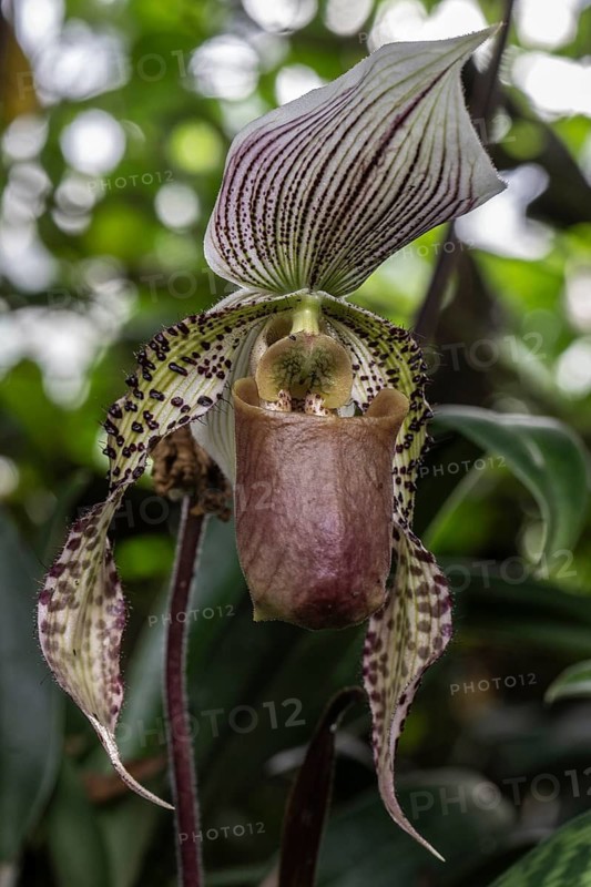 Venus Slipper orchid (Paphiopedilum Lord Derby), Berggarten Hannover, Lower Saxony, Germany