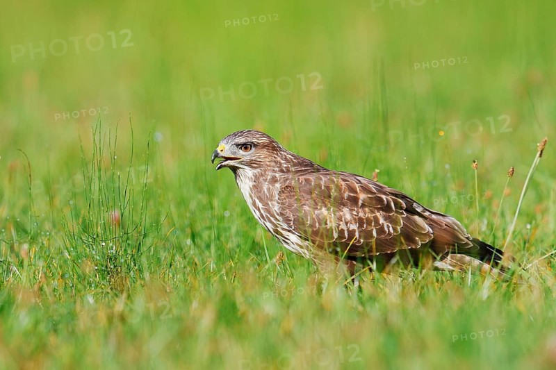 Common buzzard (Buteo buteo) sitting in a meadow, North Rhine-Westphalia, Germany