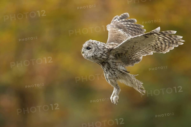 Vor herbstlicher Kulisse... Waldkauz *Strix aluco*