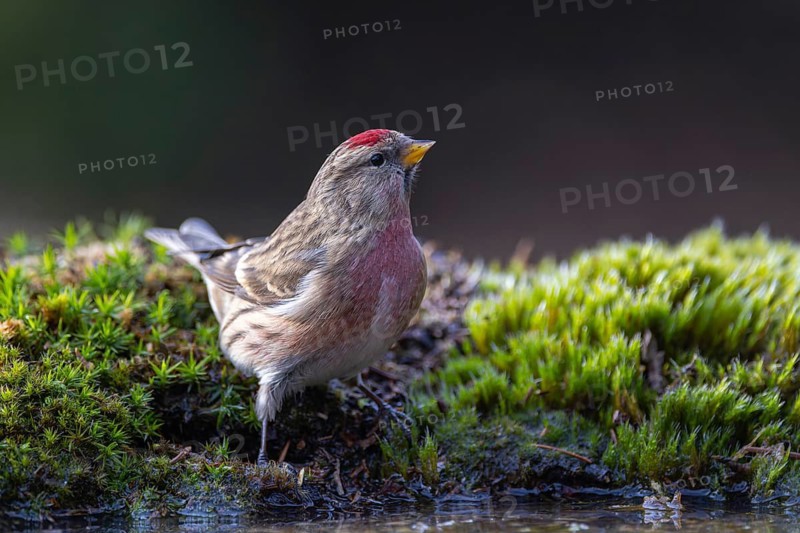 Lesser Redpoll (Acanthis cabaret) male at a waterhole, North Rhine-Westphalia, Germany