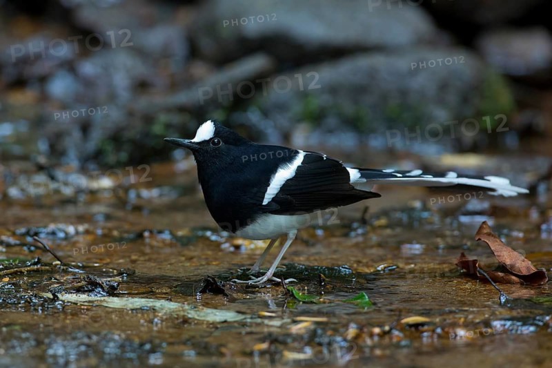 White-crowned Forktail (Enicurus leschenaulti), Thailand