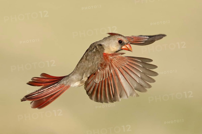 Northern Cardinal (Cardinalis cardinalis) female flying, Texas, USA