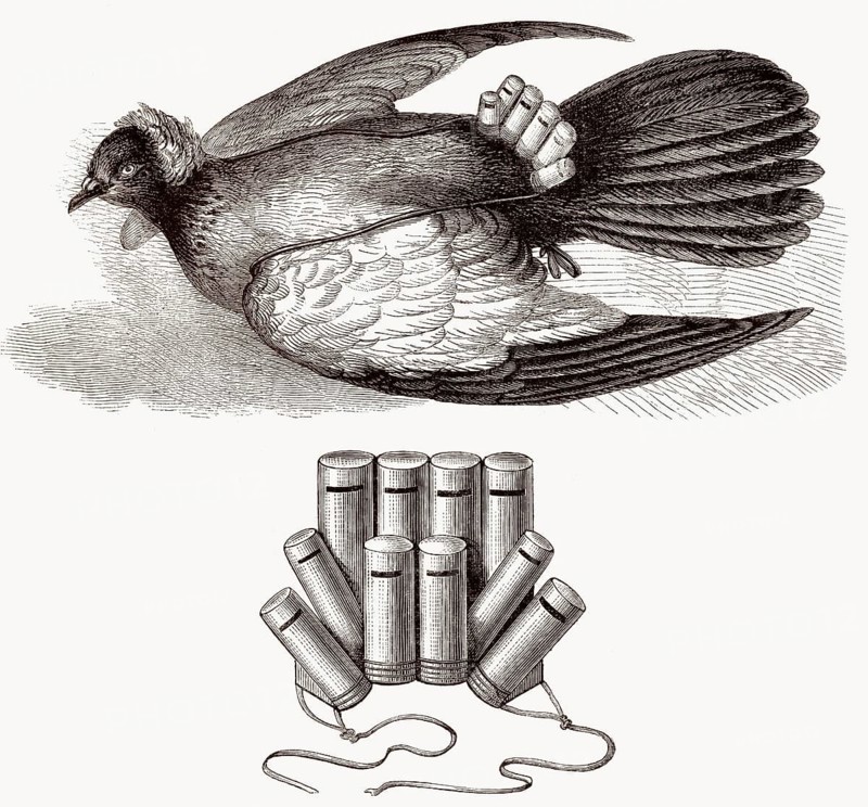 Taubenpost, Einsatz von Brieftauben zur Übermittlung von Nachrichten, Deutsch-Französischer Krieg von 1870-1871