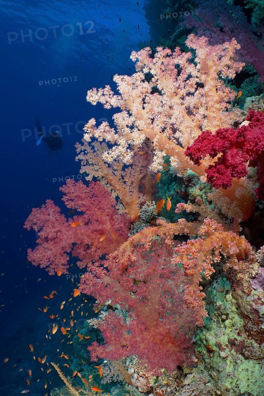 Hemprich's tree coral (Dendronephthya hemprichi), diver in the background, dive site Habili Jaffa, St Johns Reef, Saint Johns, Red Sea, Egypt