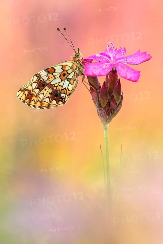 Small Pearl-bordered Fritillary (Boloria selene) butterfly on blossom, Bavaria, Germany