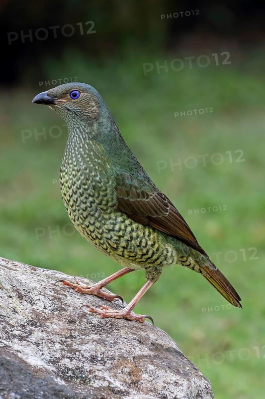Satin Bowerbird (Ptilonorhynchus violaceus) female, Australia
