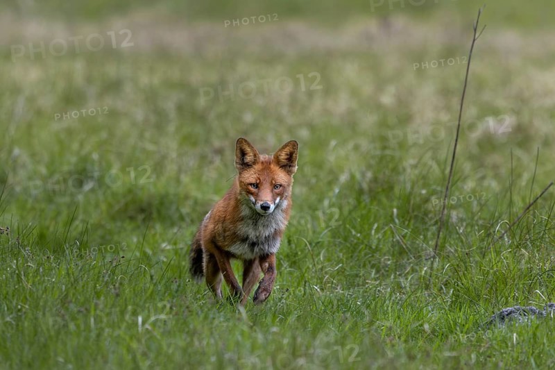 The red fox (Vulpes vulpes) reacts immediately when the squeaking of a mouse is imitated, hunting, luring, June, Denmark