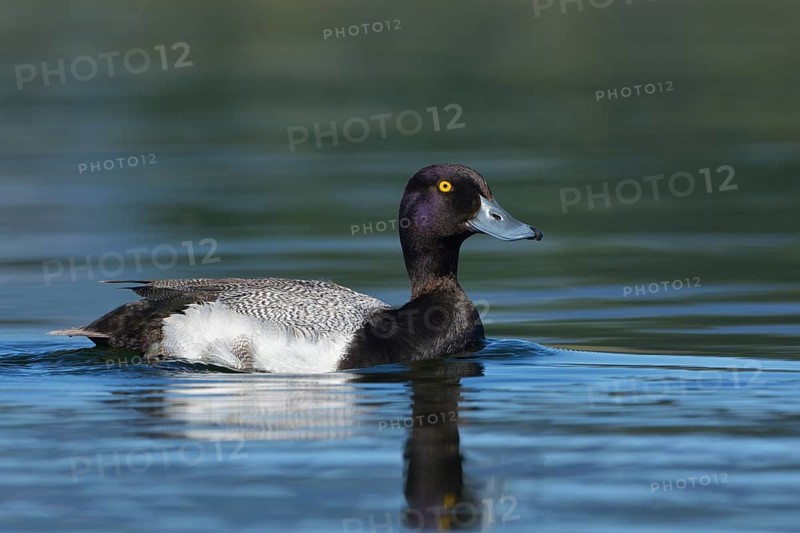 Greater Scaup (Aythya marila) male, British Columbia, Canada