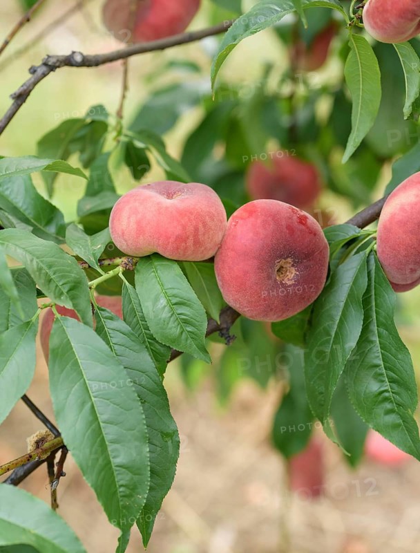 Plate peach (Prunus persica 'Ufo 3'), Schreiber KG tree and vine nursery, Federal Republic of Germany