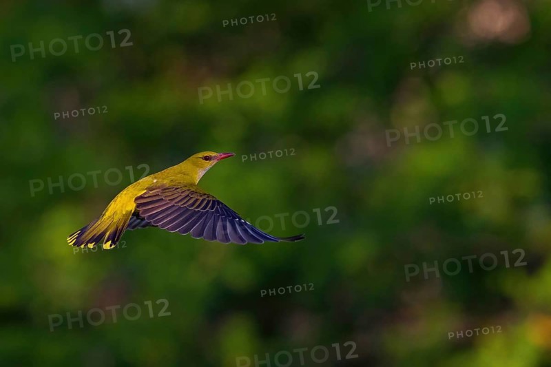 Oriole, (Eurasian Golden Oriole), on perch, animals, birds, approach, flight photo, New Tower Hide, Tiszaalpár - Kiskunsági Nation, Bács-Kiskun, Hungary