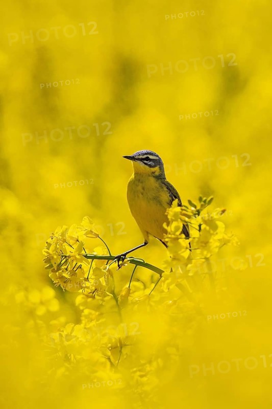 Western Yellow Wagtail (Motacilla flava) male perched in flowering rape field, Baden-Wuerttemberg, Germany