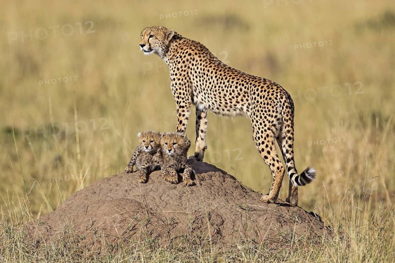Cheetah (Acinonyx jubatus) female with cubs on termite mound, Masai Mara, Kenya