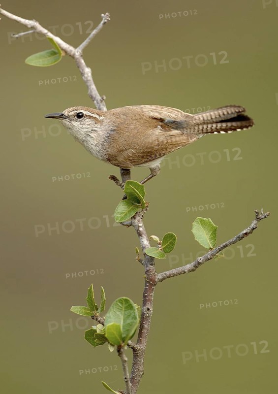Bewick's Wren (Thryomanes bewickii), Texas, USA
