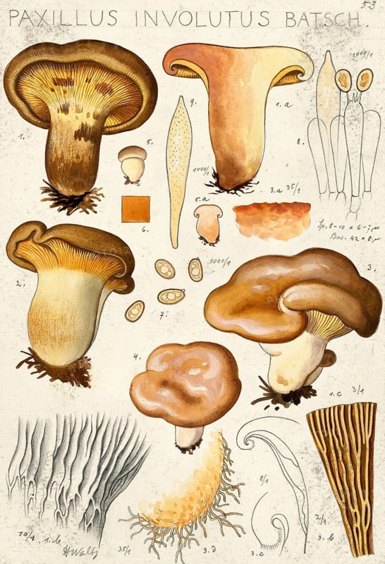 Mushroom, fungi, Brown Roll-rim, Paxillus involutus, authentic reproduction of an illustration by Hans Walty (1868-1948) from about 1915, historical